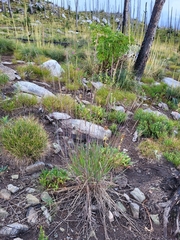 Pseudoroegneria spicata