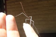 Phasmatinae