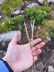 Pseudoroegneria spicata