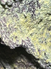 Chrysothrix candelaris