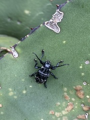 Acanthoderes funeraria