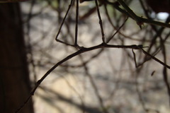 Phasmatinae