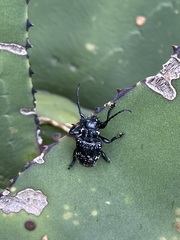 Acanthoderes funeraria