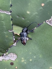Acanthoderes funeraria