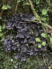 Pseudocyphellaria dissimilis