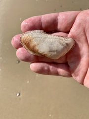 Barbatia pistachia