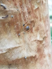 Cryptachaea veruculata