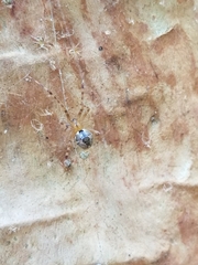 Cryptachaea veruculata