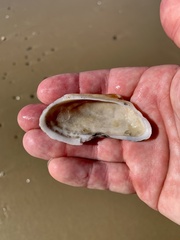 Barbatia pistachia