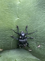 Acanthoderes funeraria