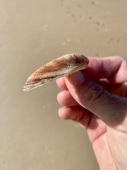 Barbatia pistachia