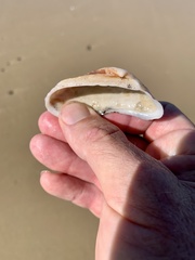 Barbatia pistachia