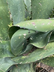 Peltophorus polymitus