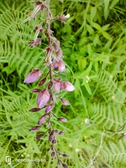 Pseudarthria hookeri