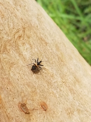 Catasphactes coprias