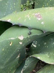 Peltophorus polymitus