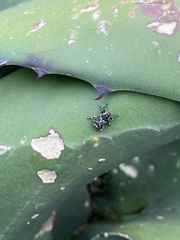 Peltophorus polymitus