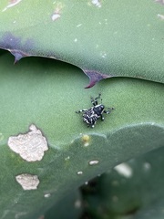 Peltophorus polymitus