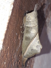 Peratodonta