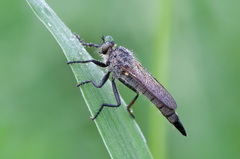 Didysmachus picipes
