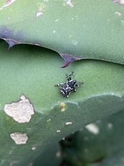 Peltophorus polymitus