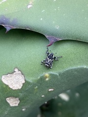 Peltophorus polymitus