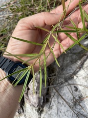 Croton linearis