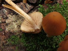 Psathyrella piluliformis