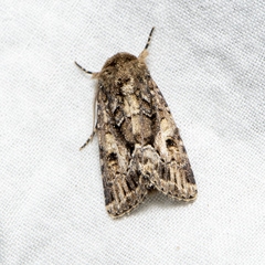 Spodoptera umbraculata