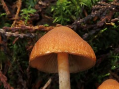 Psathyrella piluliformis