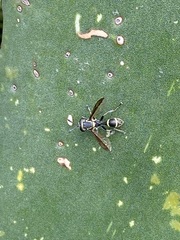 Polybiomyia capitis