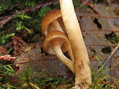 Psathyrella piluliformis