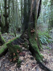 Psathyrella piluliformis