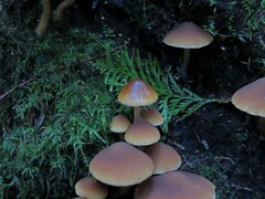 Psathyrella piluliformis