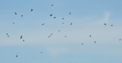 Corvus mellori