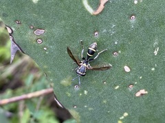 Polybiomyia capitis