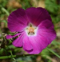 Callirhoe involucrata