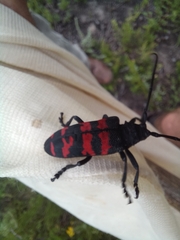 Ceroplesis capensis
