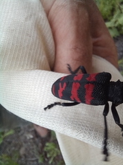 Ceroplesis capensis