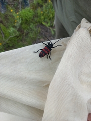 Ceroplesis capensis