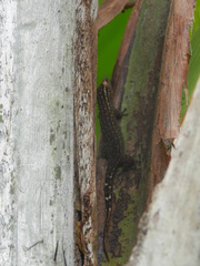 Ailuronyx tachyscopaeus