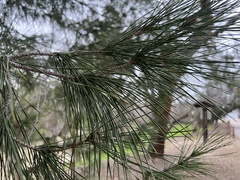 Pinus