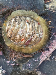 Placiphorella velata