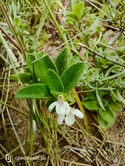 Justicia anagalloides