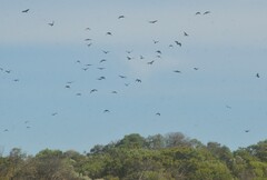 Corvus mellori