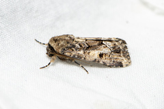 Spodoptera umbraculata