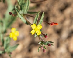Camissonia strigulosa