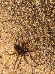 Phonognatha