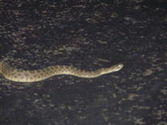 Sistrurus tergeminus