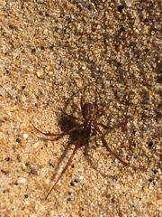Phonognatha